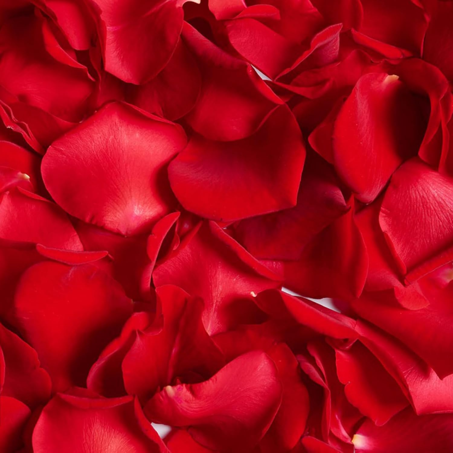 340PCS Real Red Rose Petals Dried Confetti